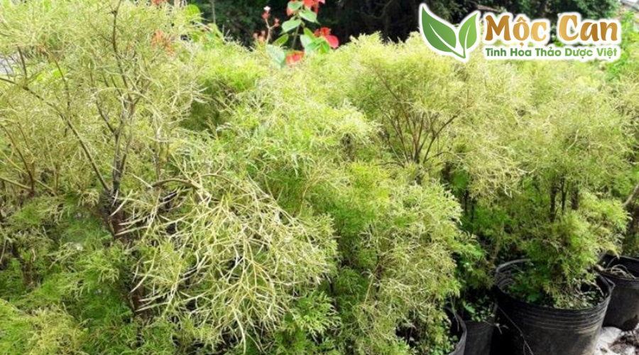 Phân biệt các loại đinh lăng 4 Phân biệt các loại đinh lăng 4